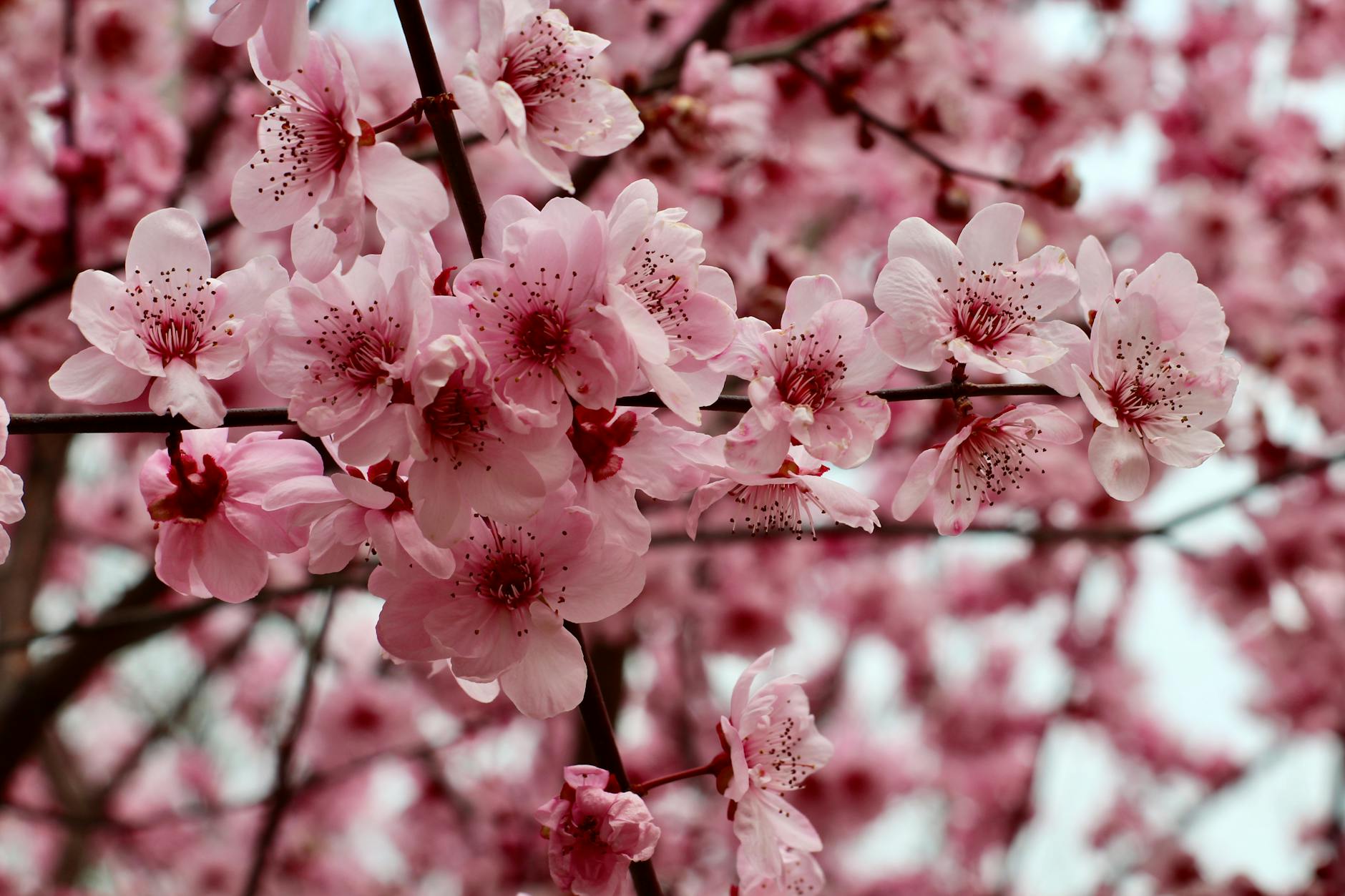 Cherry blossoms in bloom during spring in Beijing park