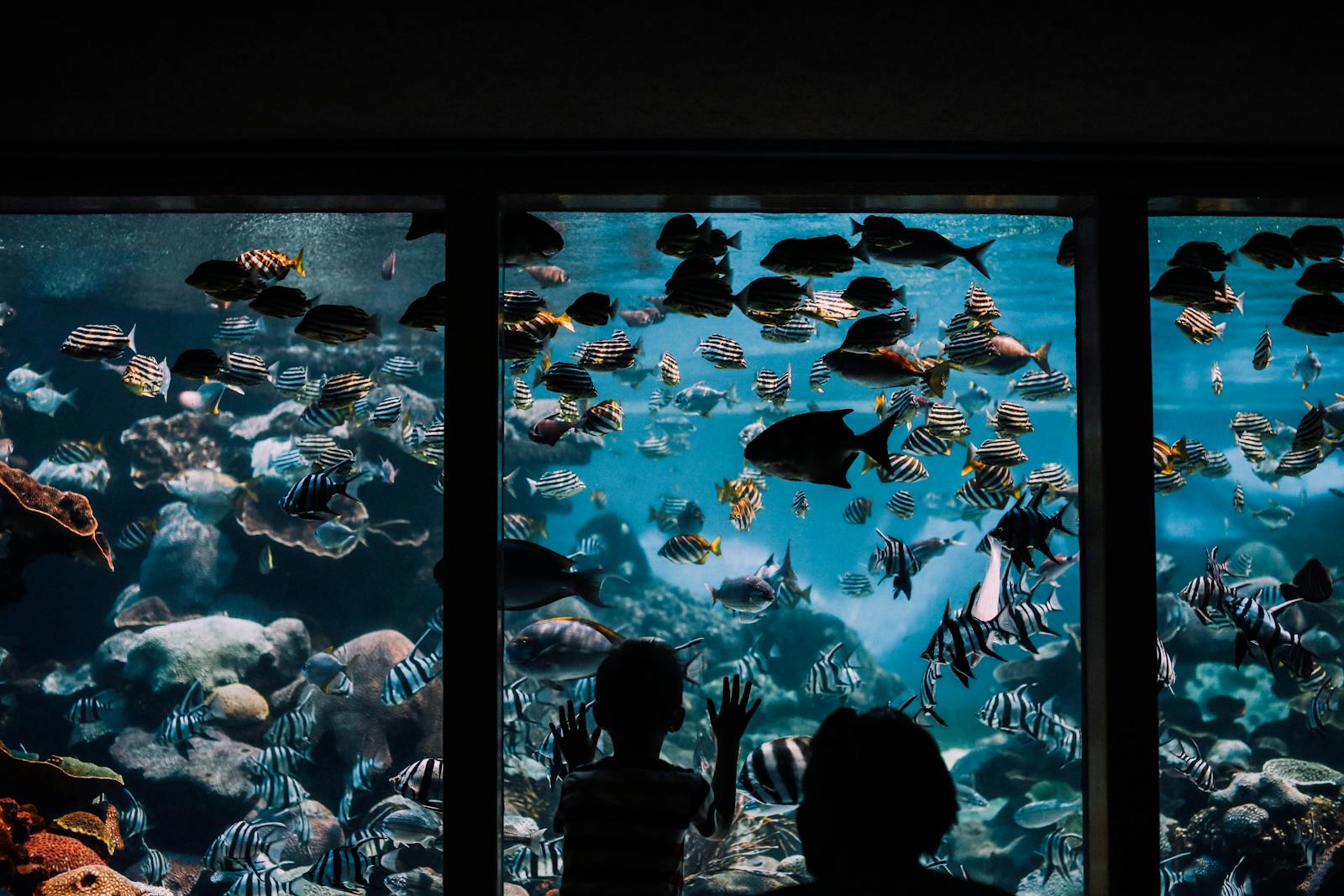 Child gazing at colorful fish in aquarium Beijing