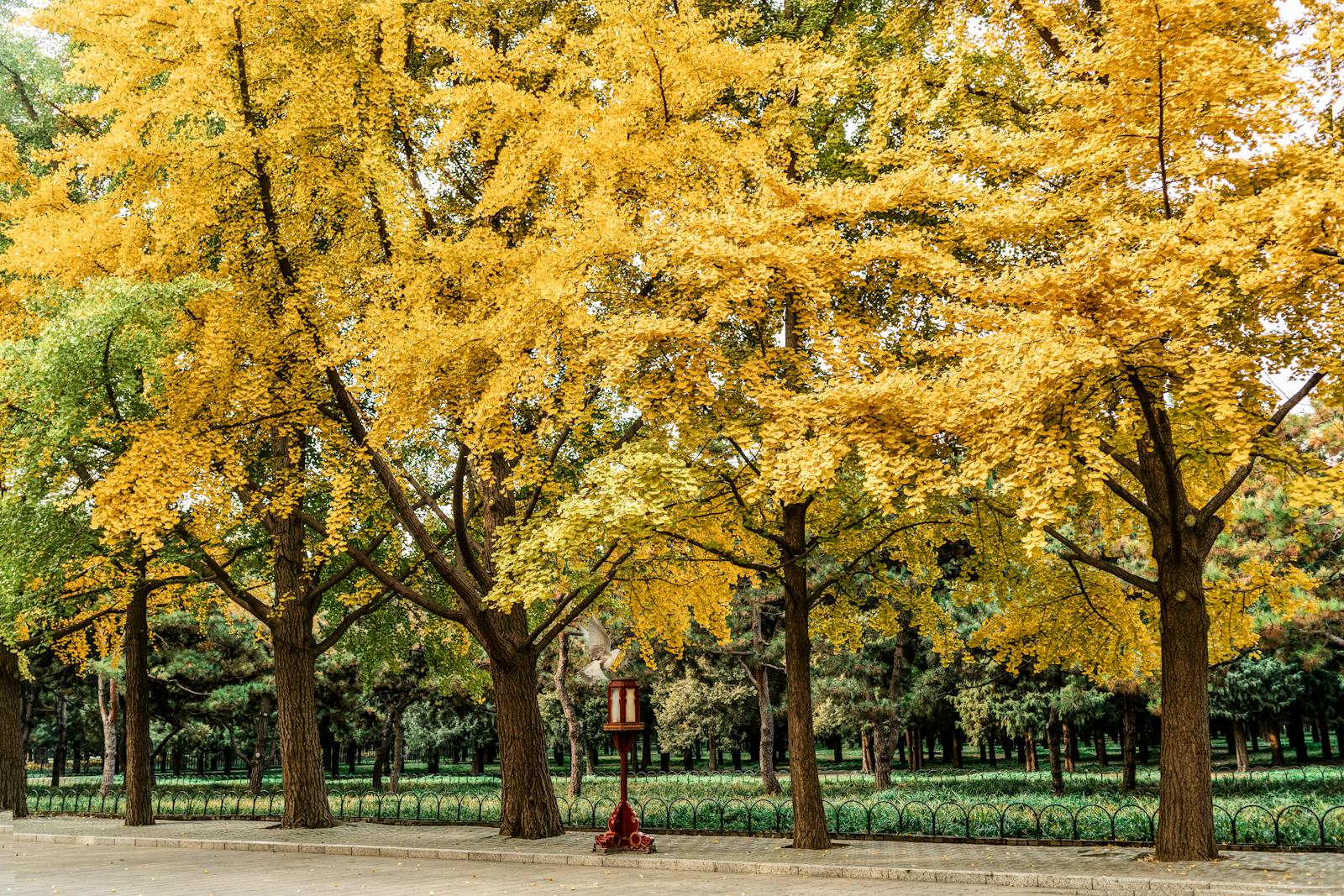 Beijing autumn ginkgo trees yellow leaves in park