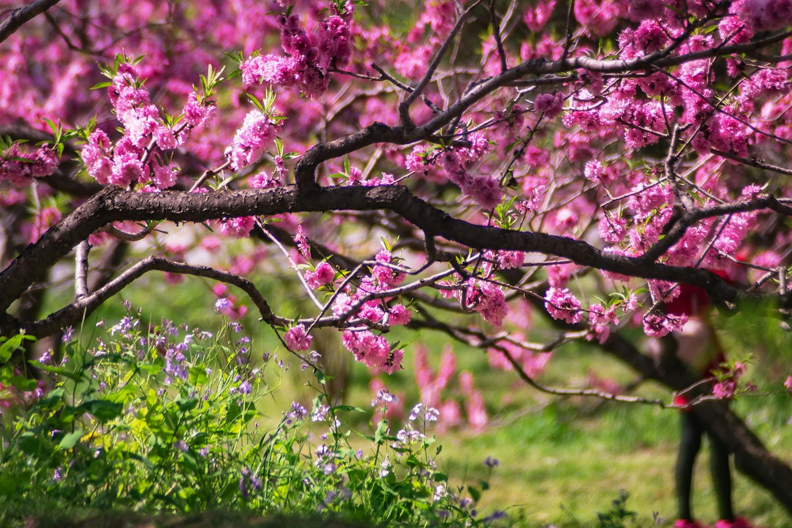 Beijing spring cherry blossoms blooming in city park