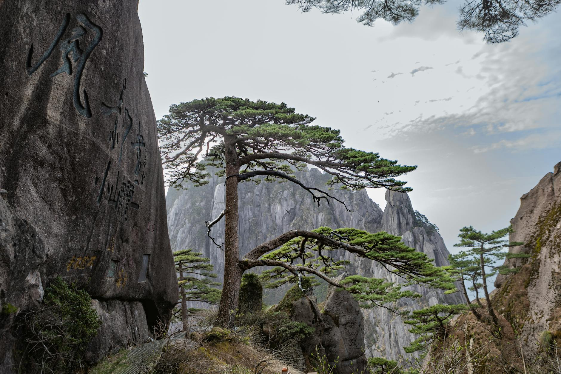 Ancient, dramatically twisted pine trees on a Chinese mountainside