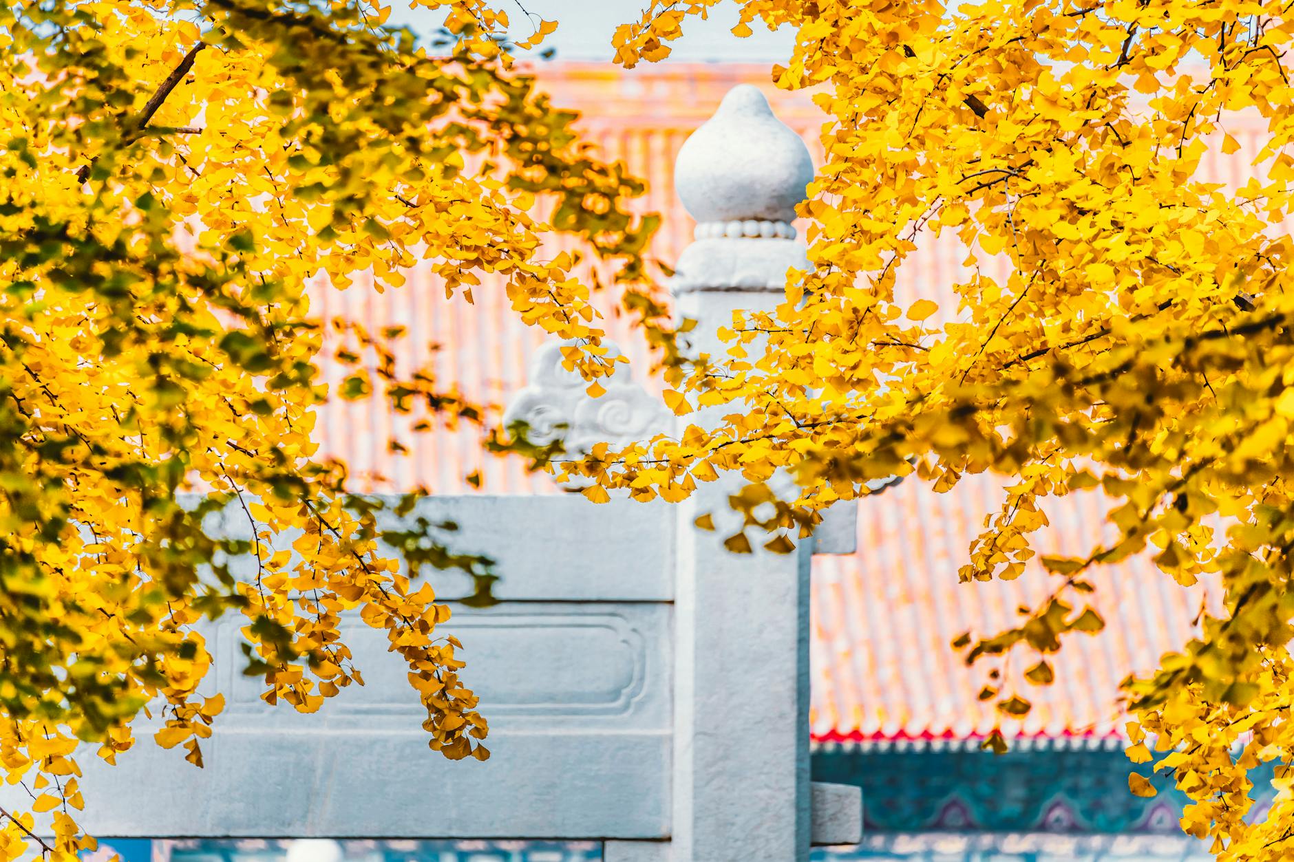 Brilliant golden ginkgo leaves against the roof of a Chinese temple