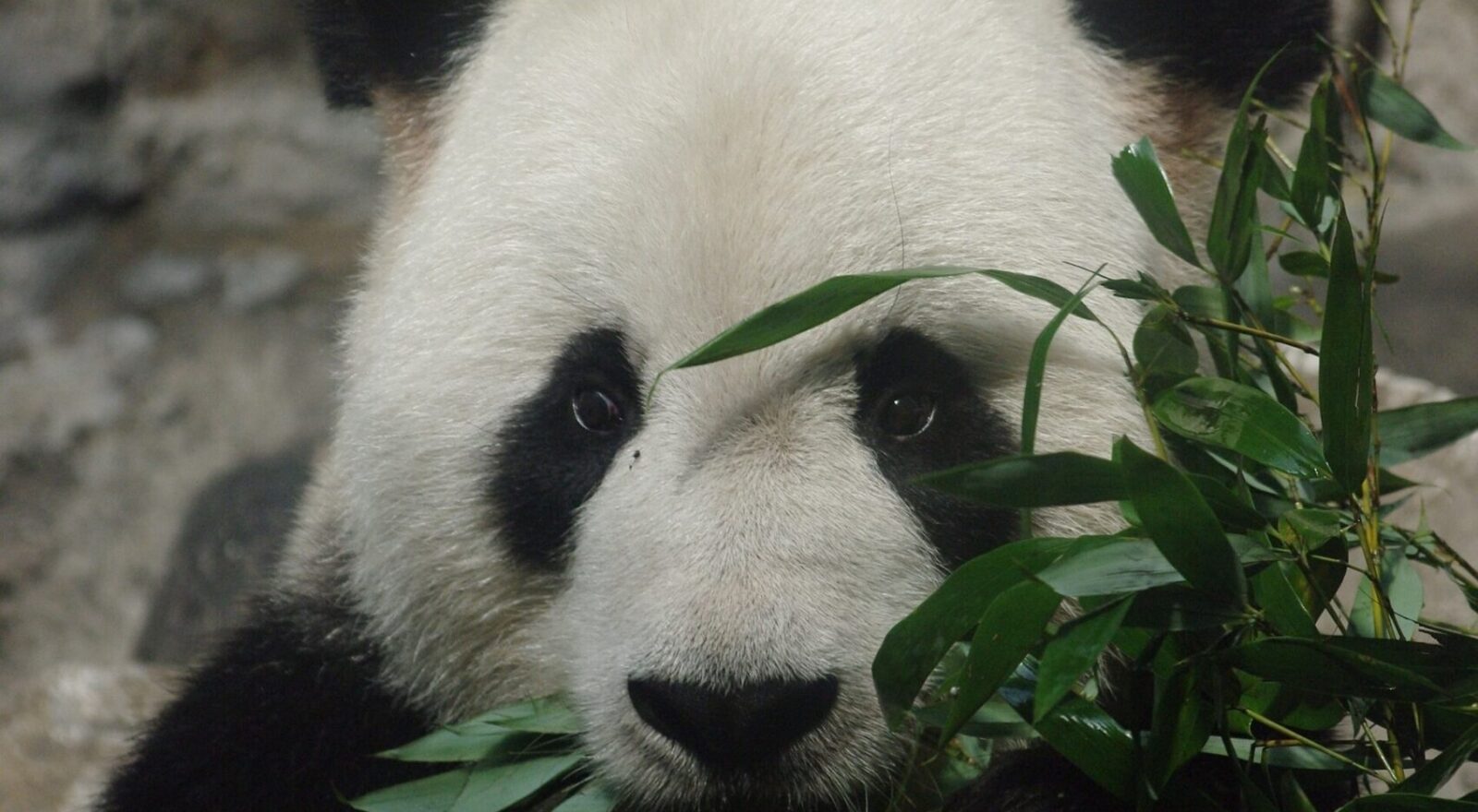 A giant panda at Beijing Zoo eating a mouthful of bamboo leaves, looking straight at the camera