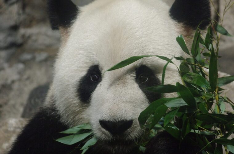 A giant panda at Beijing Zoo eating a mouthful of bamboo leaves, looking straight at the camera