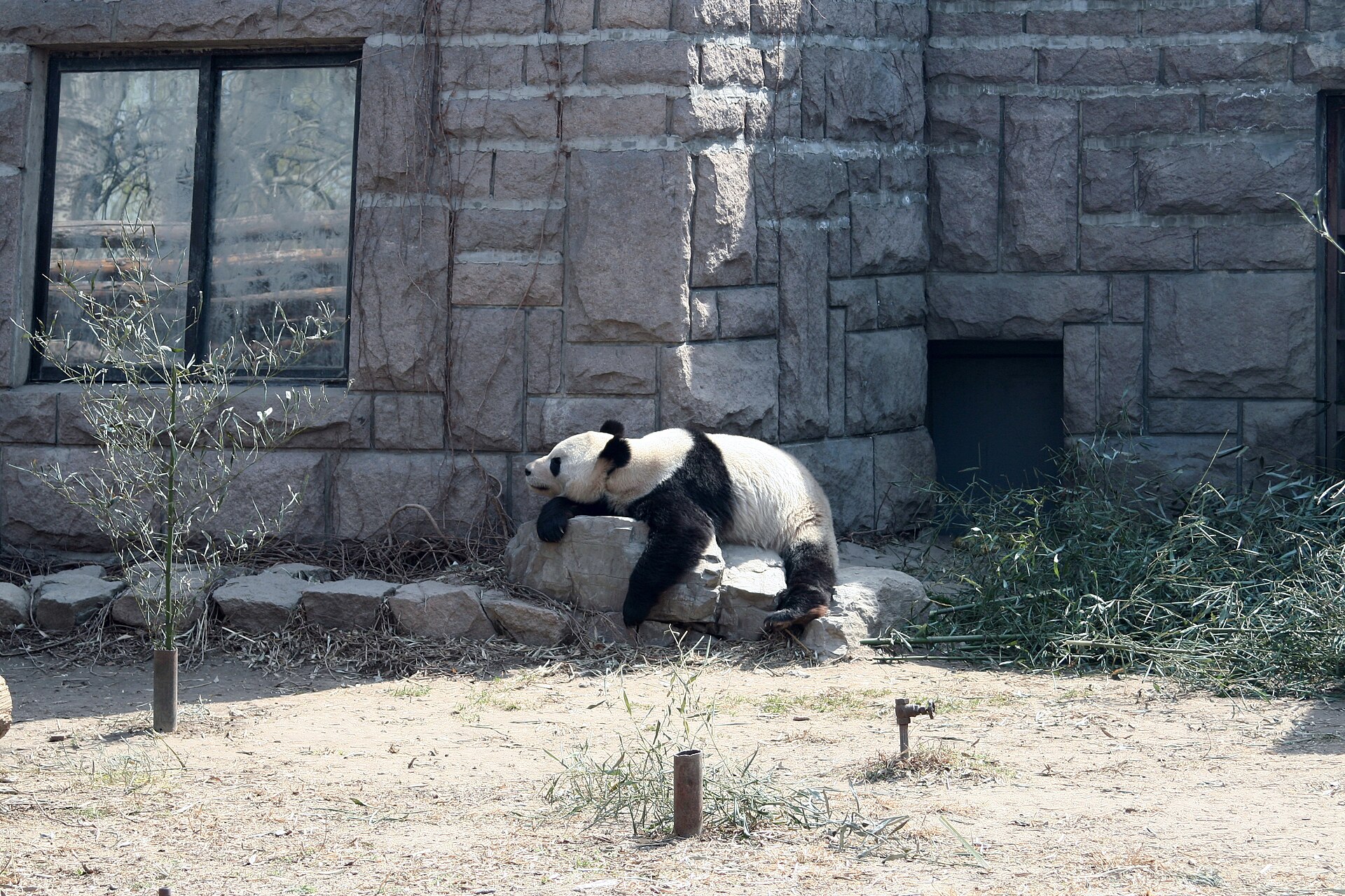 A giant panda lying across a rock in a dusty outdoor yard in front of the stone wall of the old panda house at Beijing Zoo