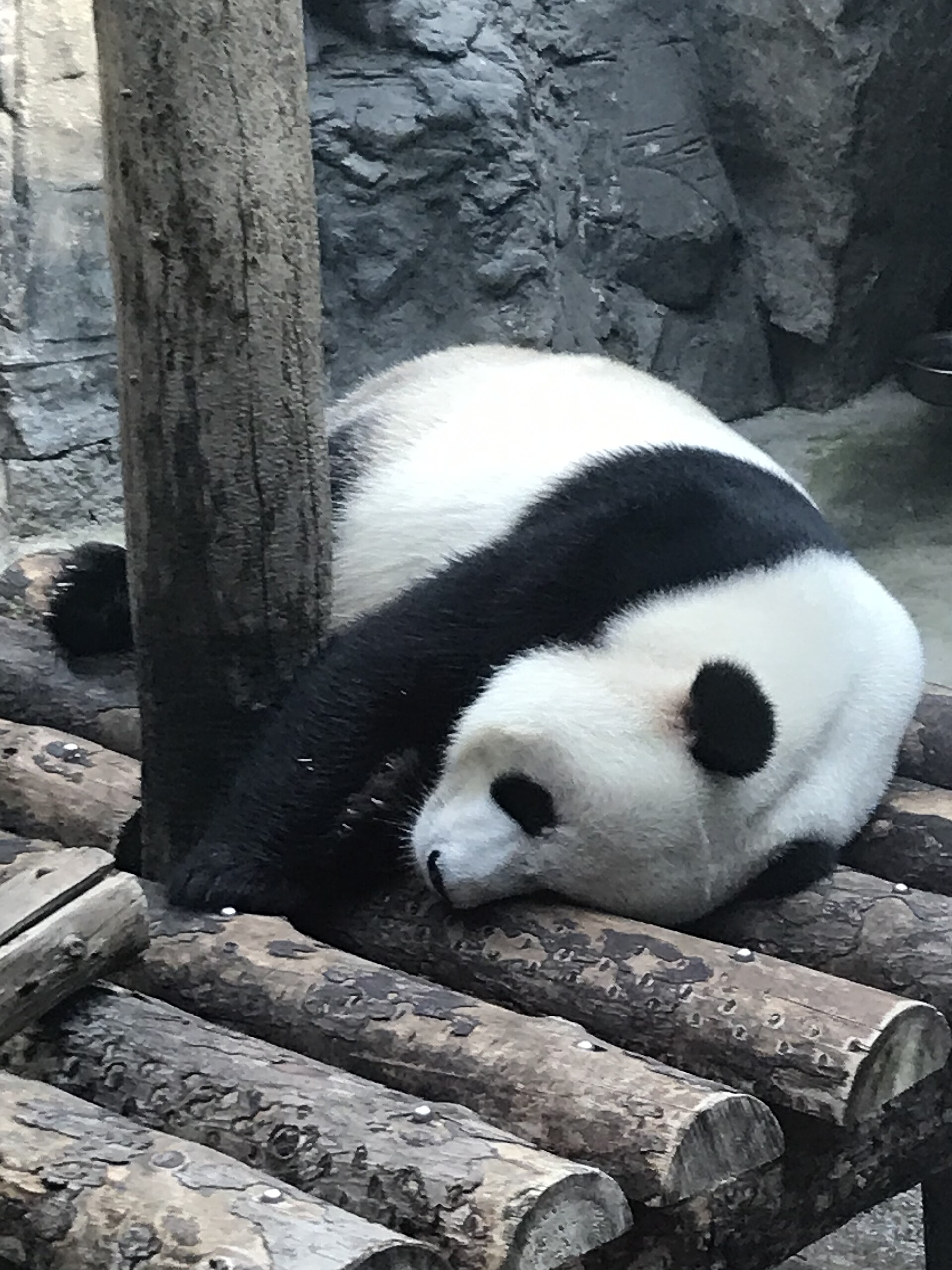 A giant panda asleep face down on a platform of logs at Beijing Zoo, with grey rockwork behind it