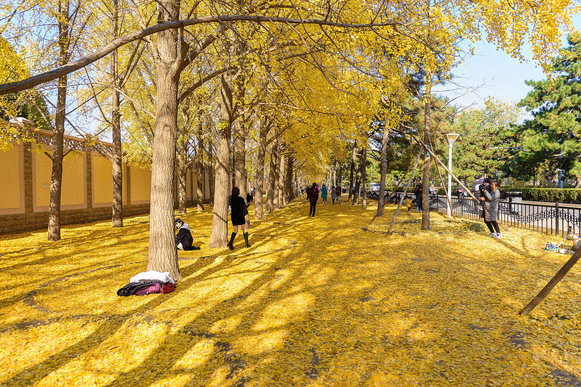 Golden ginkgo trees and fallen leaves surround visitors along Sanlihe Lu near Yuyuantan Park in Beijing.