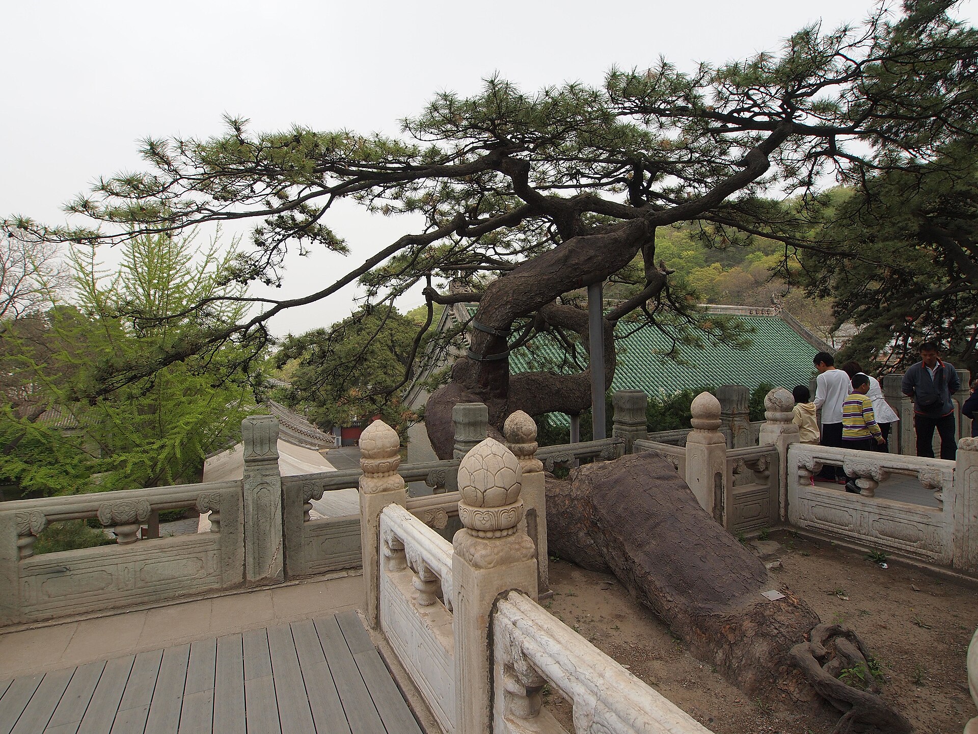 Jietai Temple's Sleeping Dragon Pine stretches above carved stone railings beside a green tiled roof and visitors.