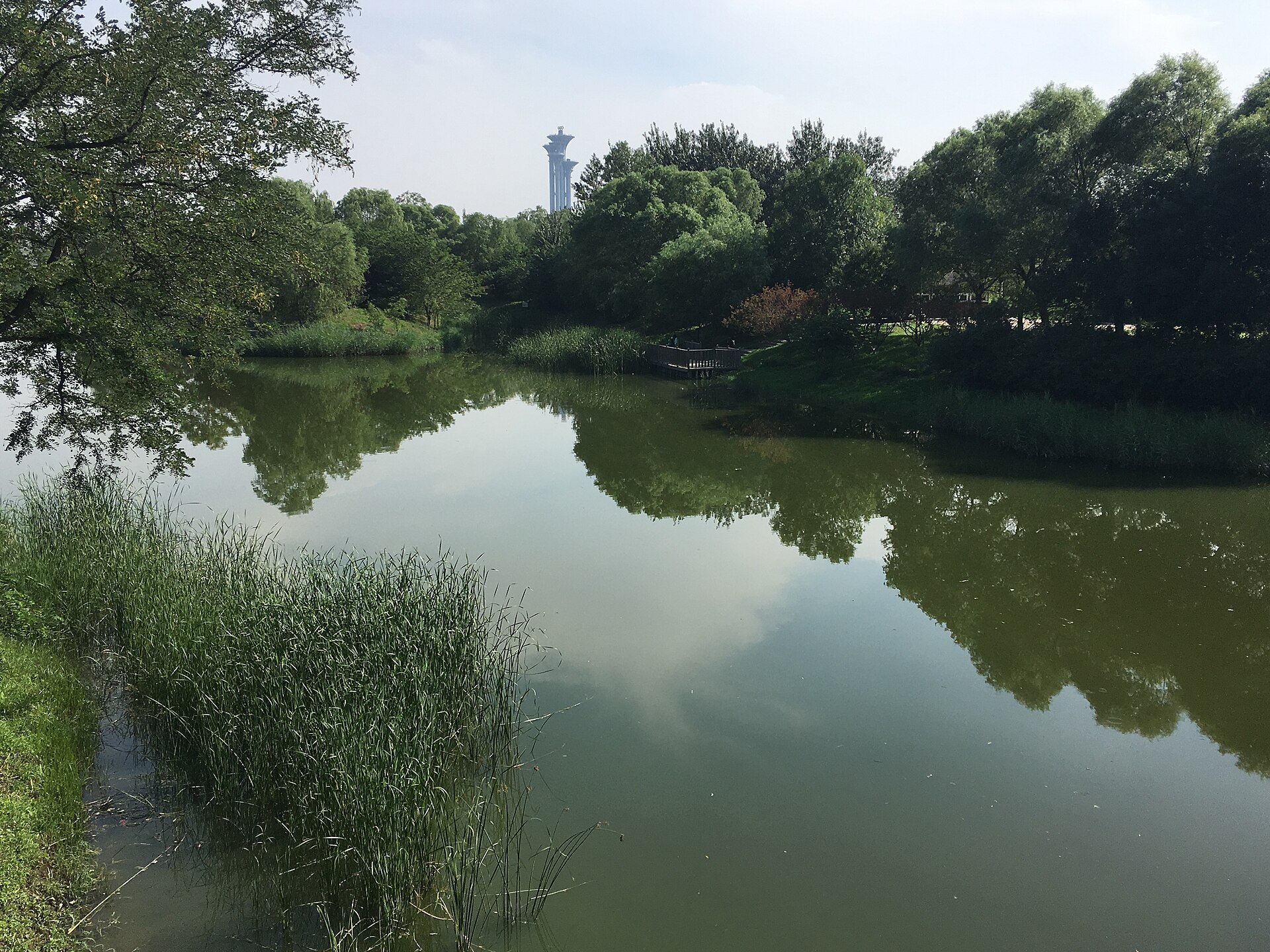 A still lake fringed with reeds and willows in the Olympic Forest Park, with the Olympic Tower visible above the trees