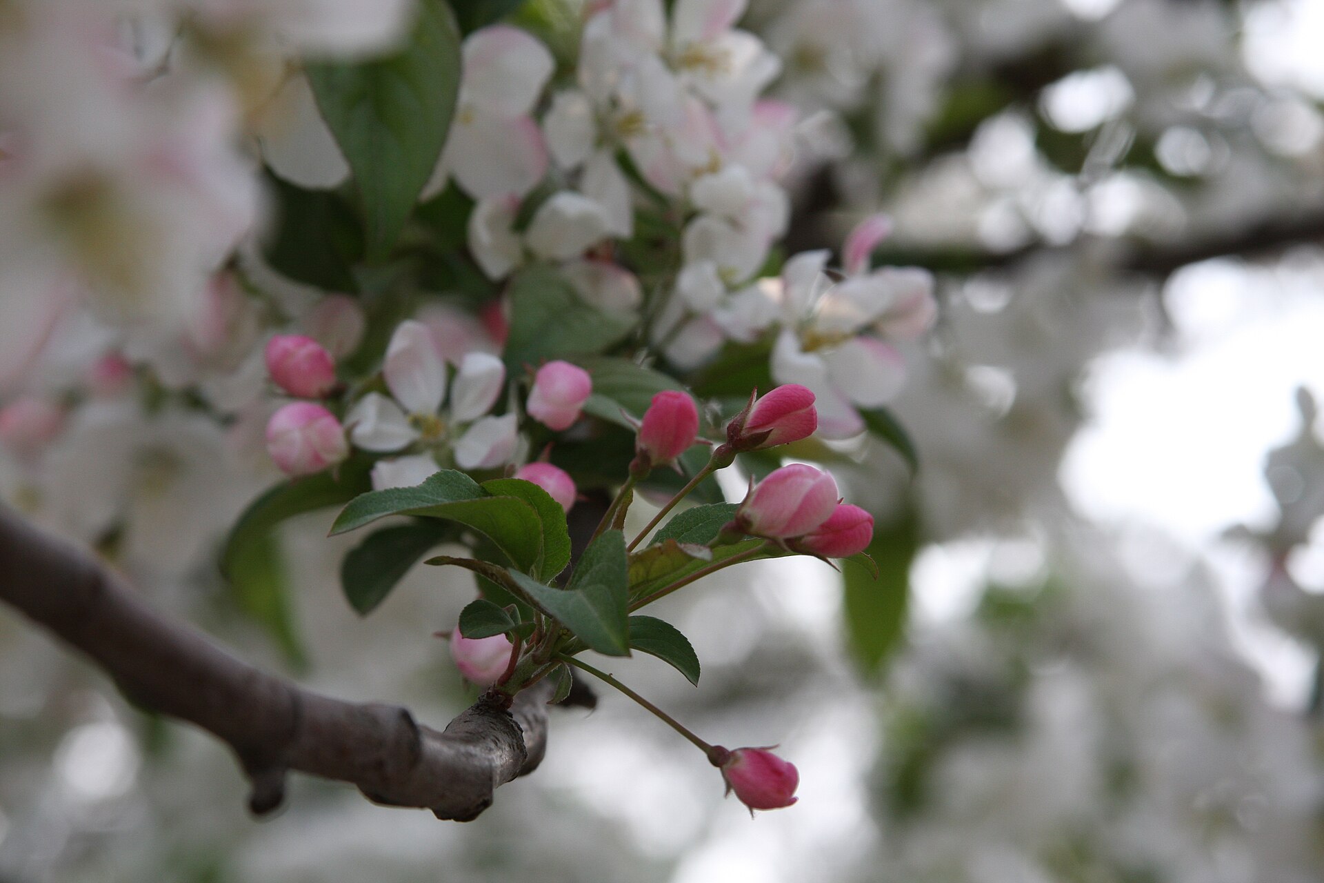 Pink buds and white blossoms on a branch at Yuyuantan Park in Beijing in April.