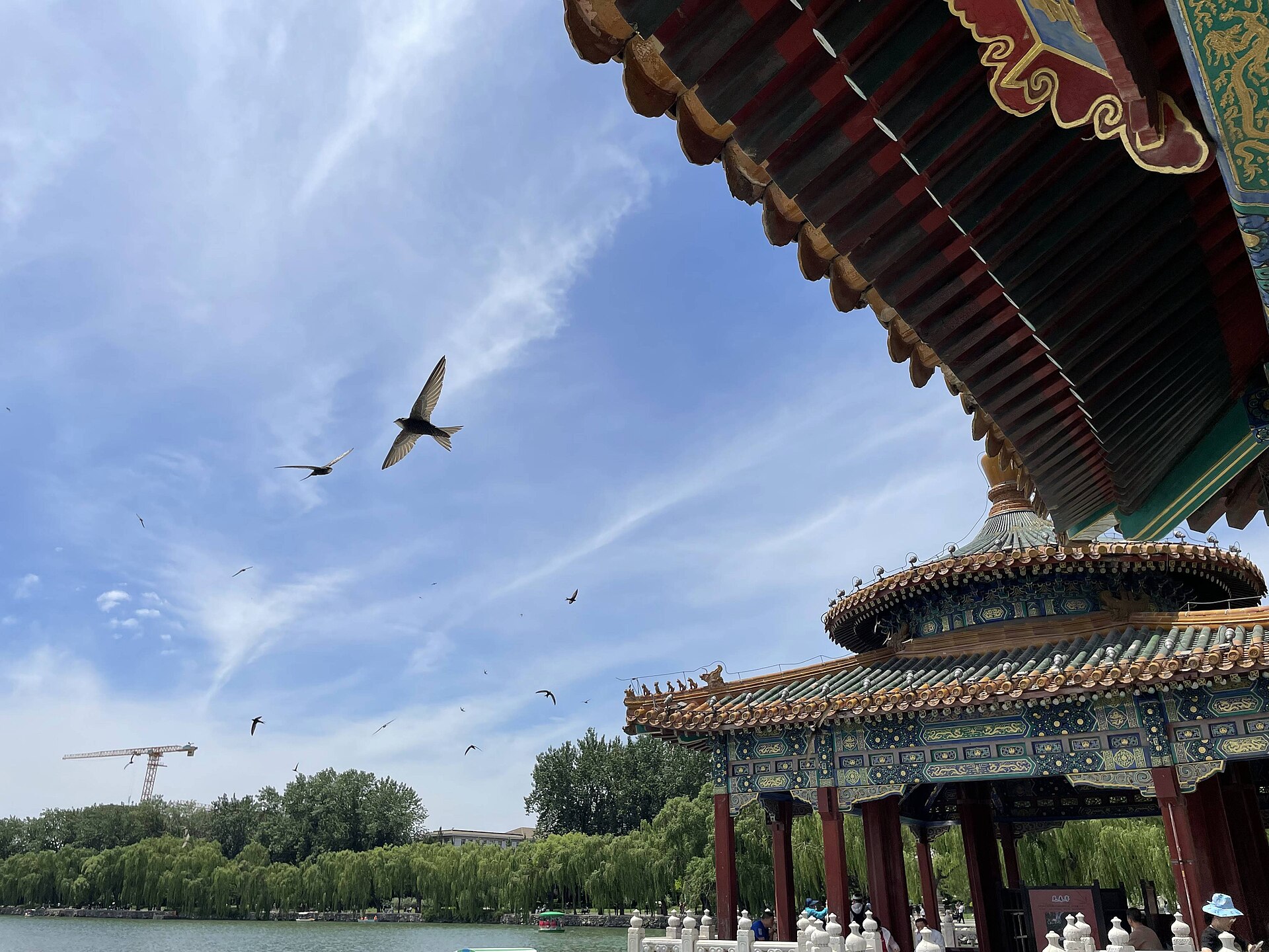 Swifts fly beside the painted eaves of Beihai Park's Five-Dragon Pavilions, with visitors and the willow-lined lake below.