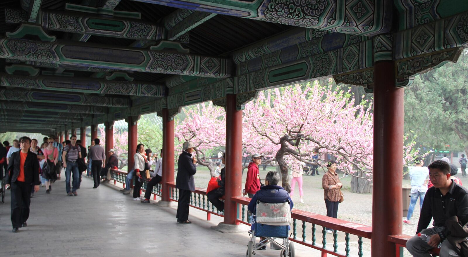 Visitors stroll beneath a painted corridor beside trees in pink blossom at the Temple of Heaven in Beijing.