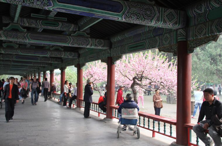 Visitors stroll beneath a painted corridor beside trees in pink blossom at the Temple of Heaven in Beijing.