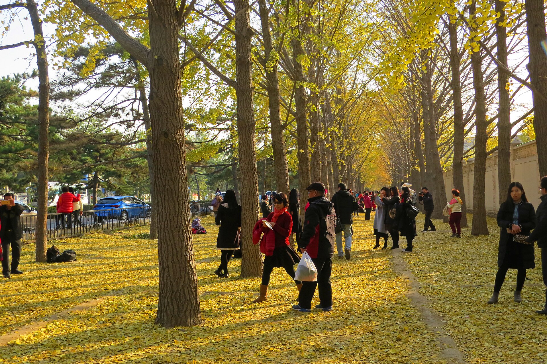 Visitors stroll and take photographs beneath golden ginkgo trees along Diaoyutai Ginkgo Avenue in Beijing in autumn.